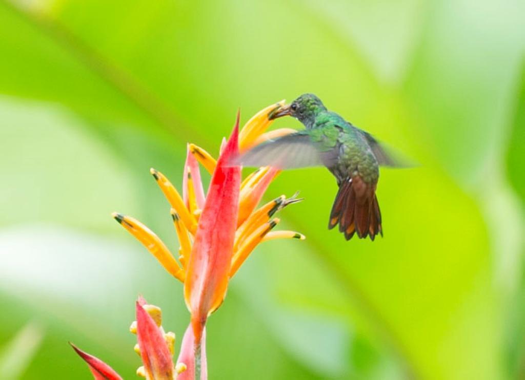 Hotel Catarata Rio Celeste Bijagua Ngoại thất bức ảnh
