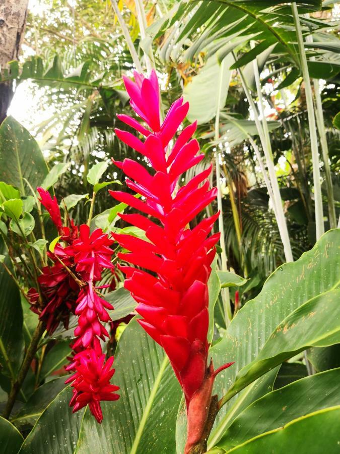 Hotel Catarata Rio Celeste Bijagua Ngoại thất bức ảnh